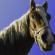 Myt: Myt er en akutt infeksjonssykdom hos hester, preget av